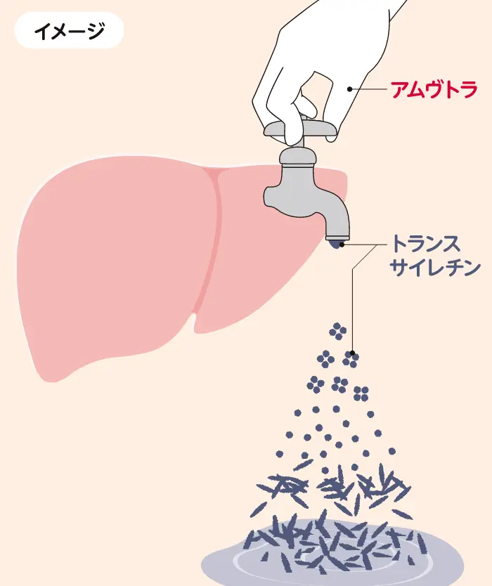 アムヴトラのはたらき（イメージ図）