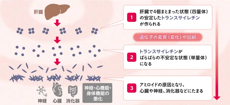 トランスサイレチンが心臓や神経、消化器などにたまるまでの流れ